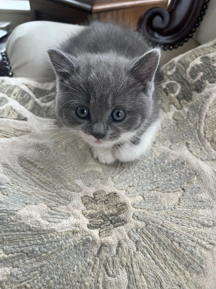 British Shorthair kitten - Image 2