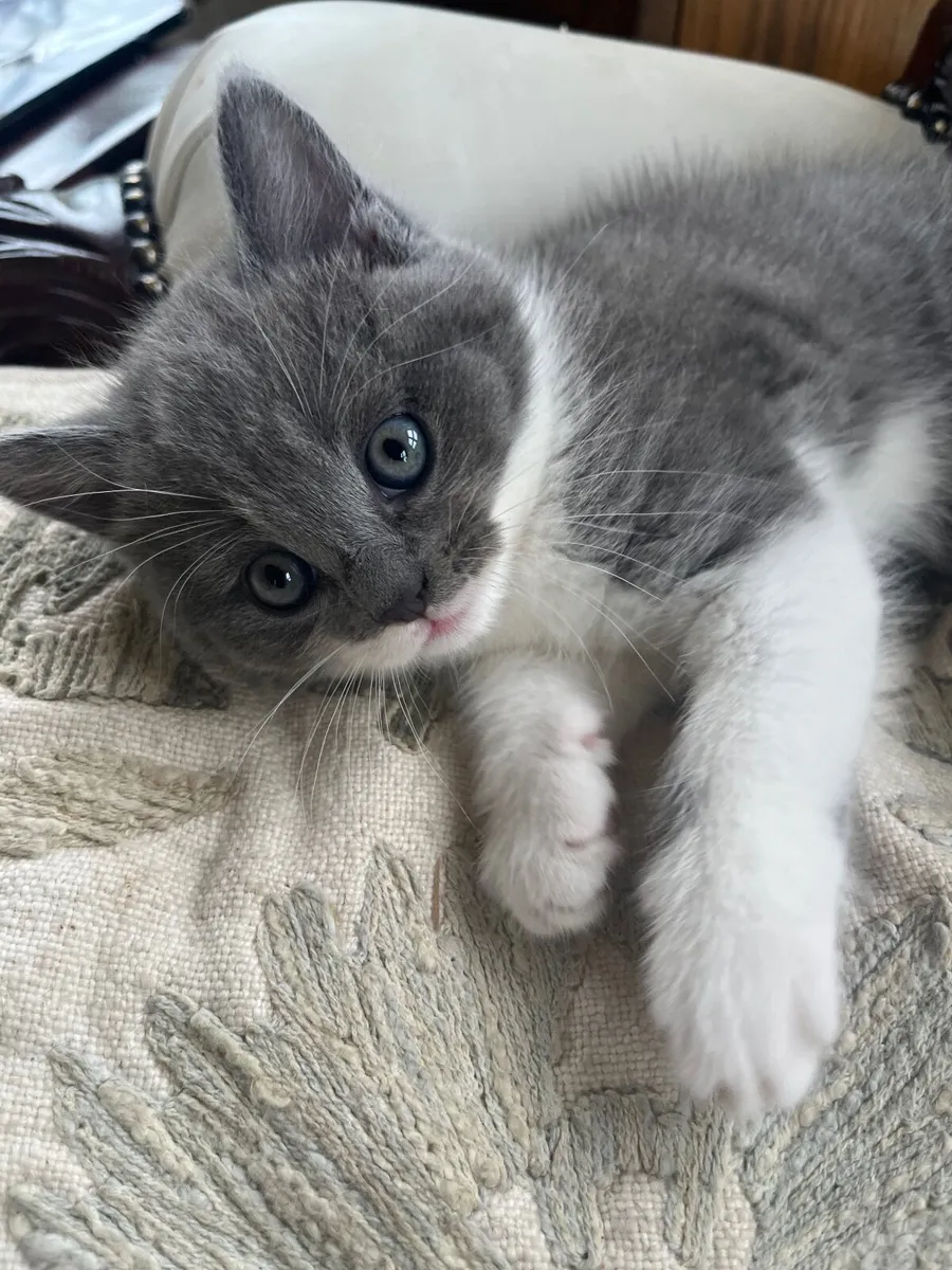 British Shorthair kitten - Image 3
