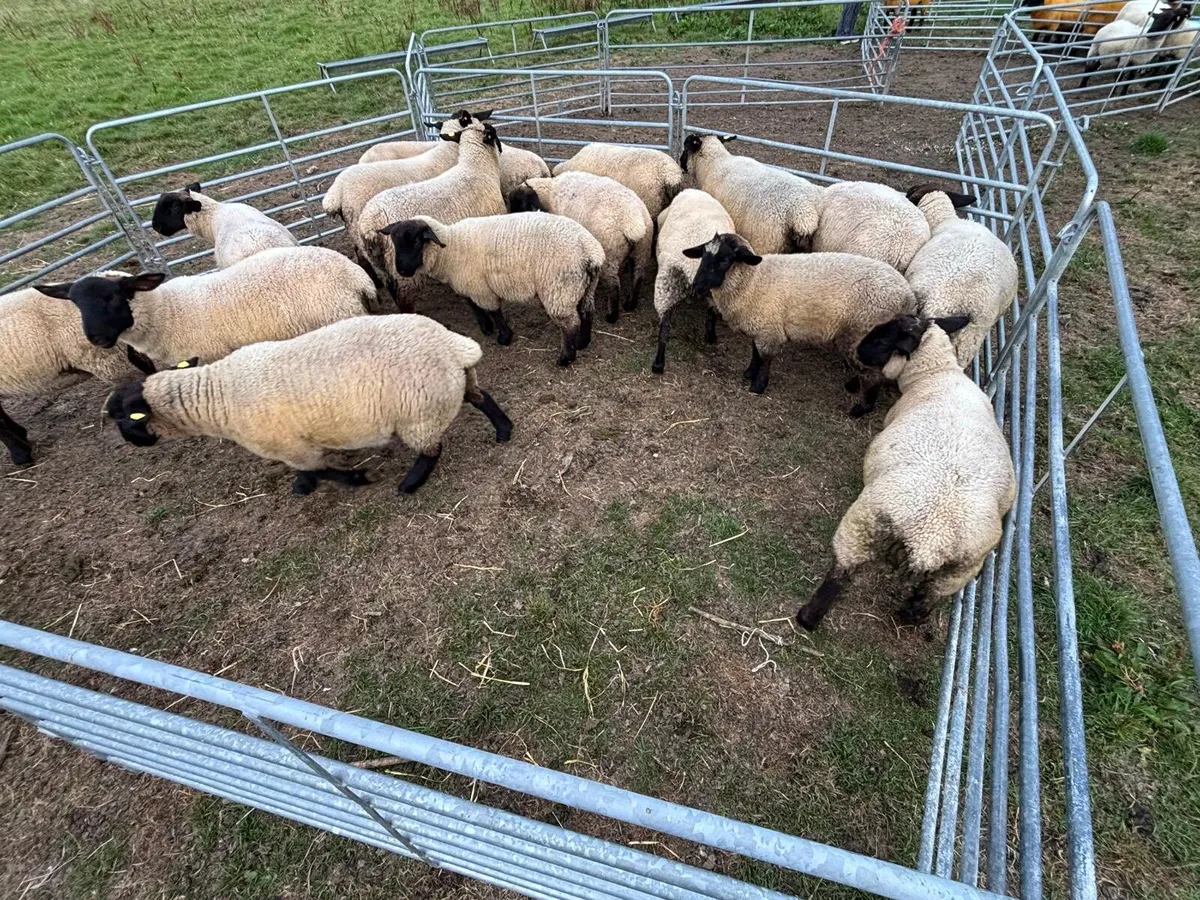 Suffolk Ewe Lambs - Image 4