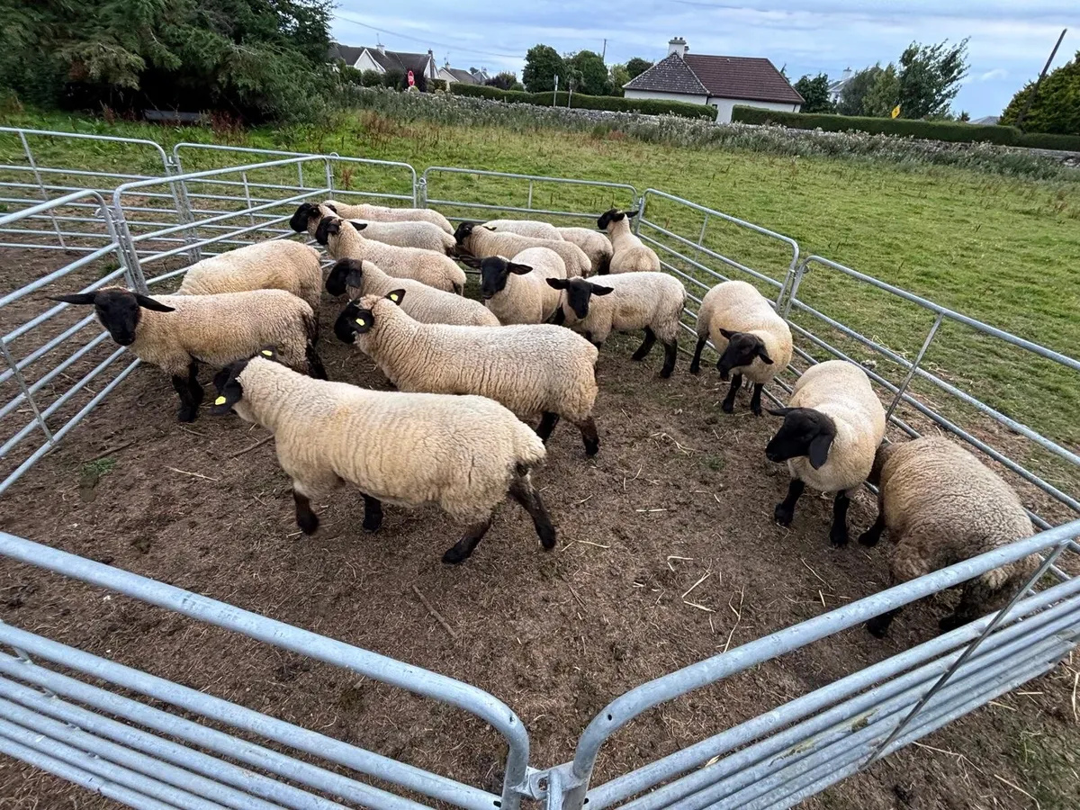 Suffolk Ewe Lambs - Image 2