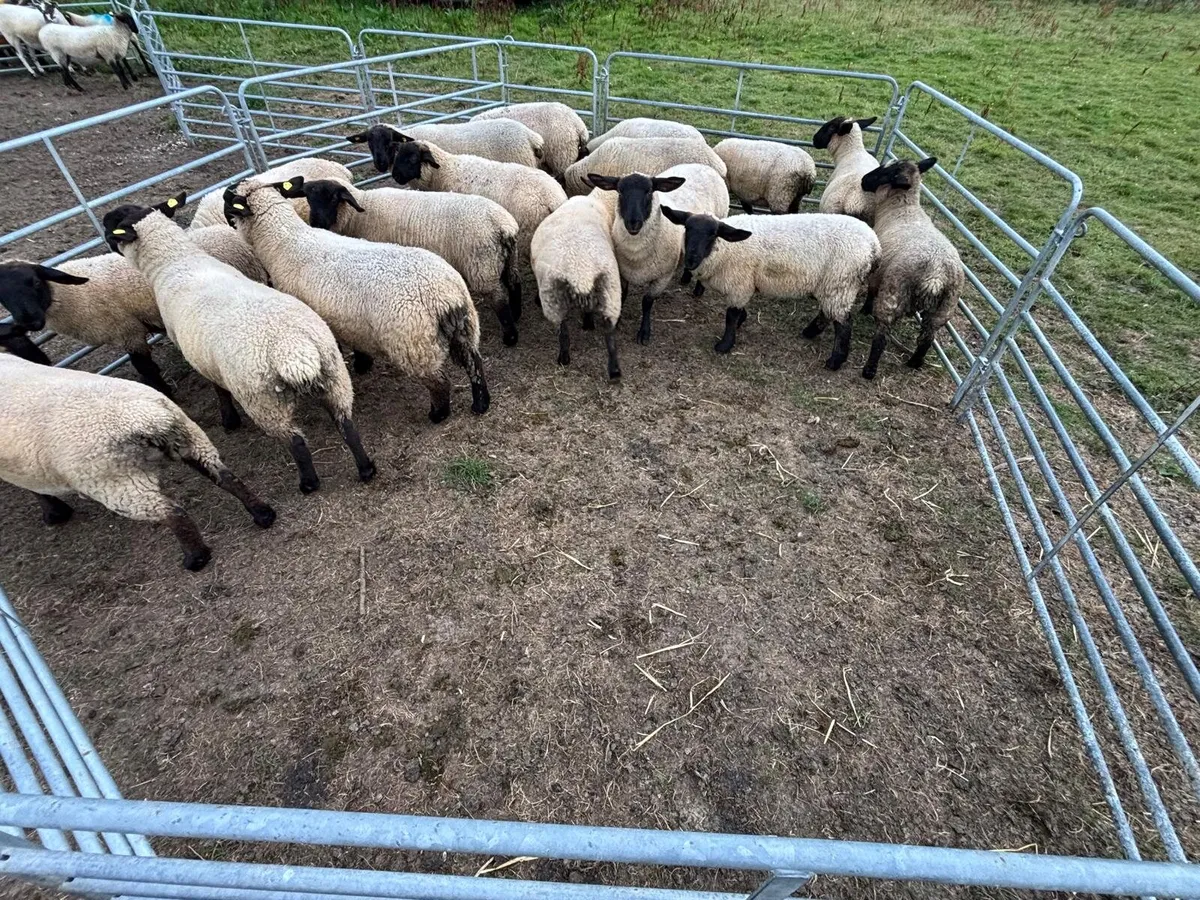 Suffolk Ewe Lambs - Image 3