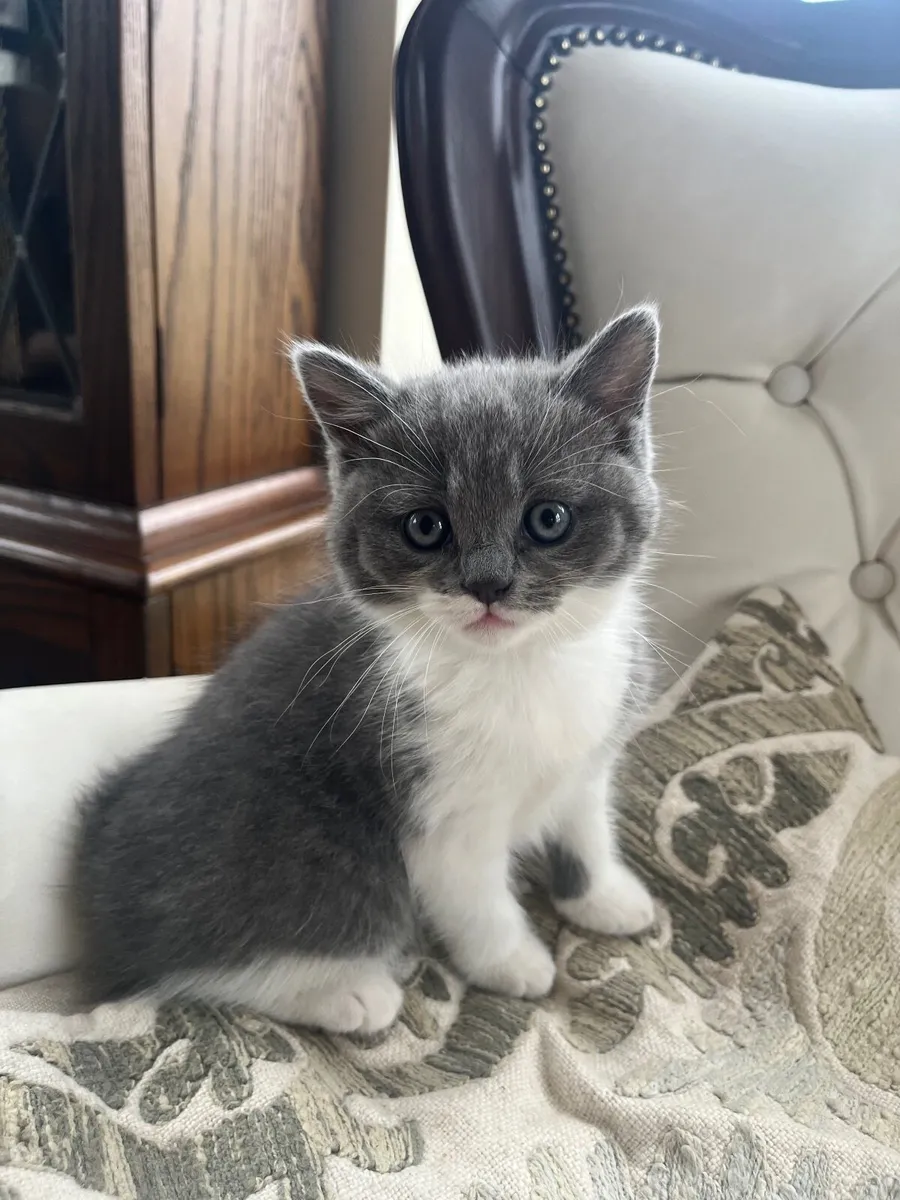 British Shorthair kitten - Image 1