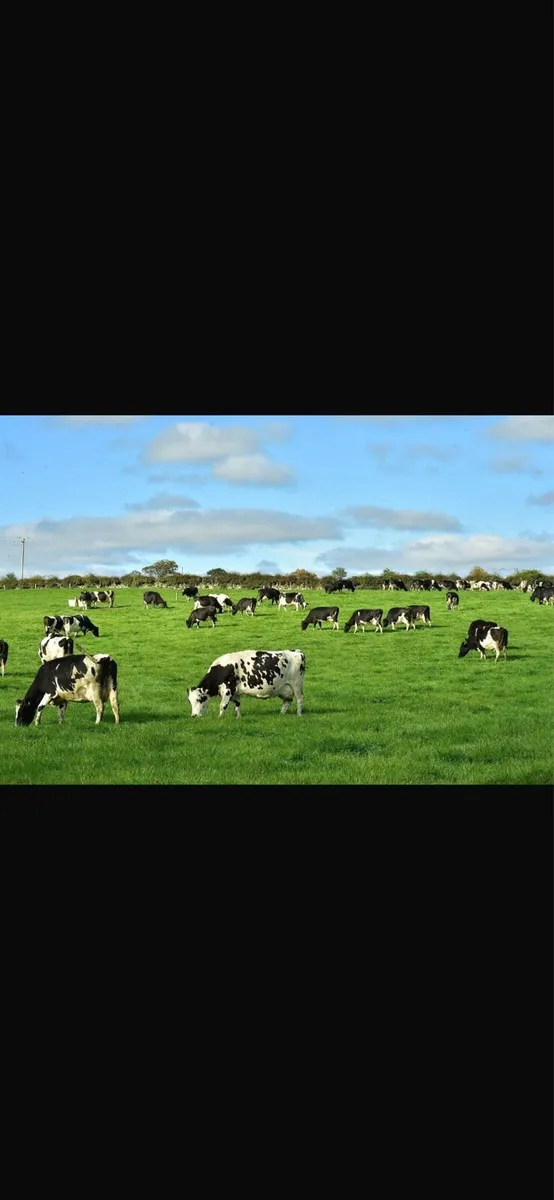 Herd of dairy cows