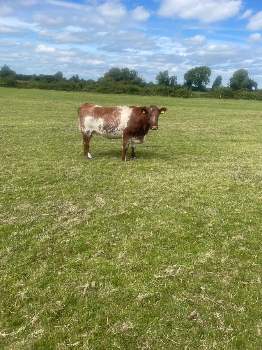 Breeding Heifers - Image 2