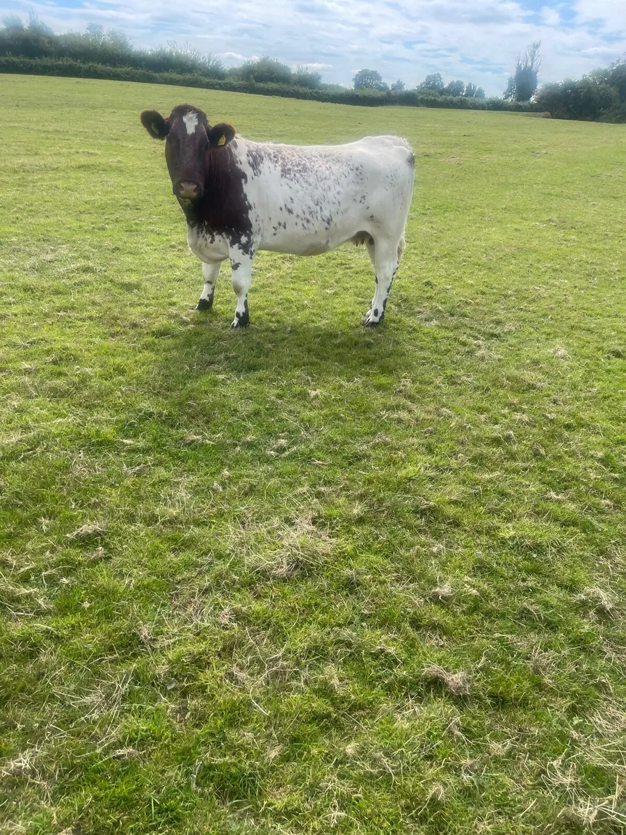 Breeding Heifers - Image 3