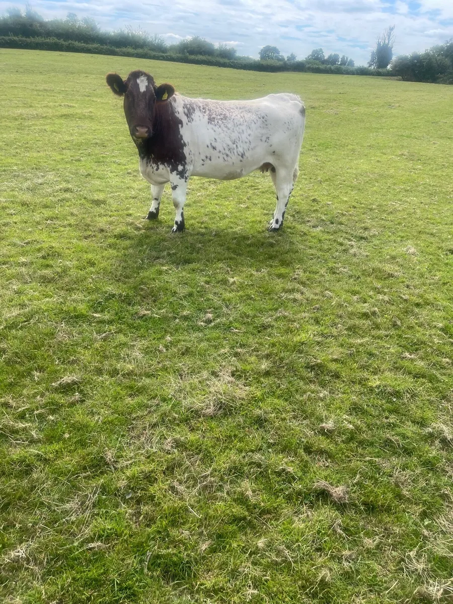 Breeding Heifers - Image 4