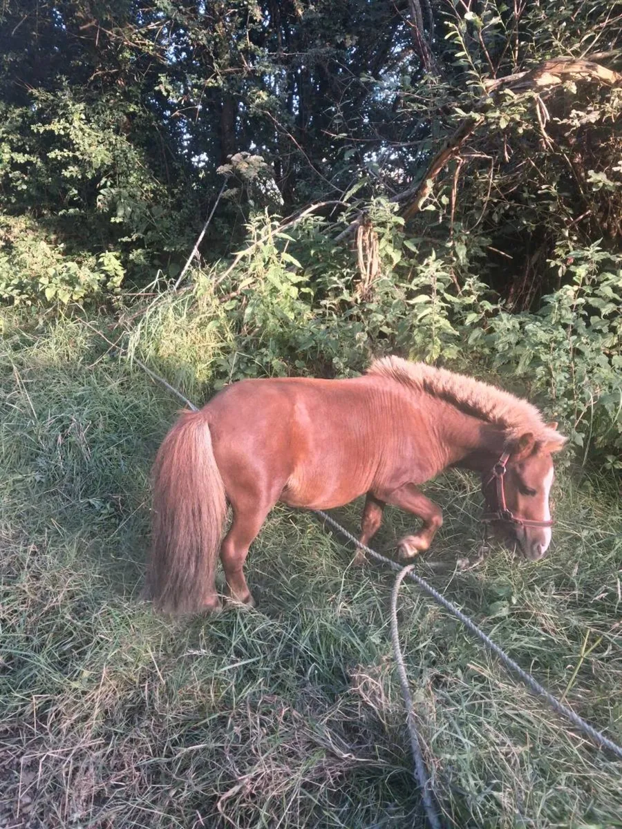 Poney - Image 1