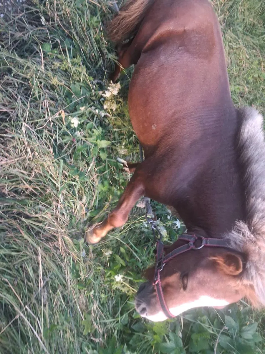 Poney - Image 2