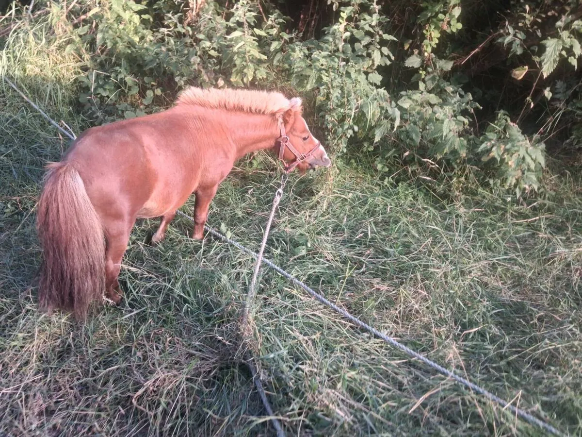 Poney - Image 4
