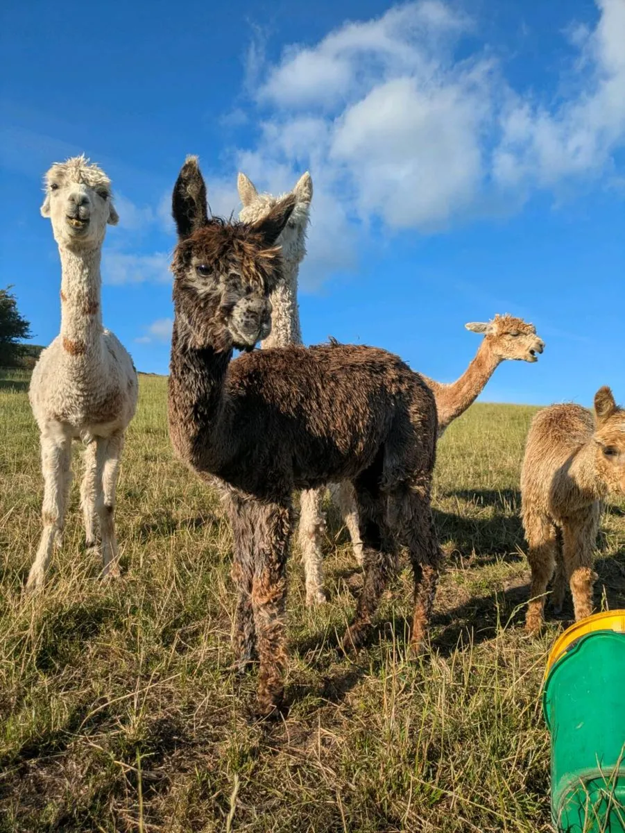 🏆 SURI FEMALE ALPACA FOR SALE – CINNAMON 🏆 - Image 1