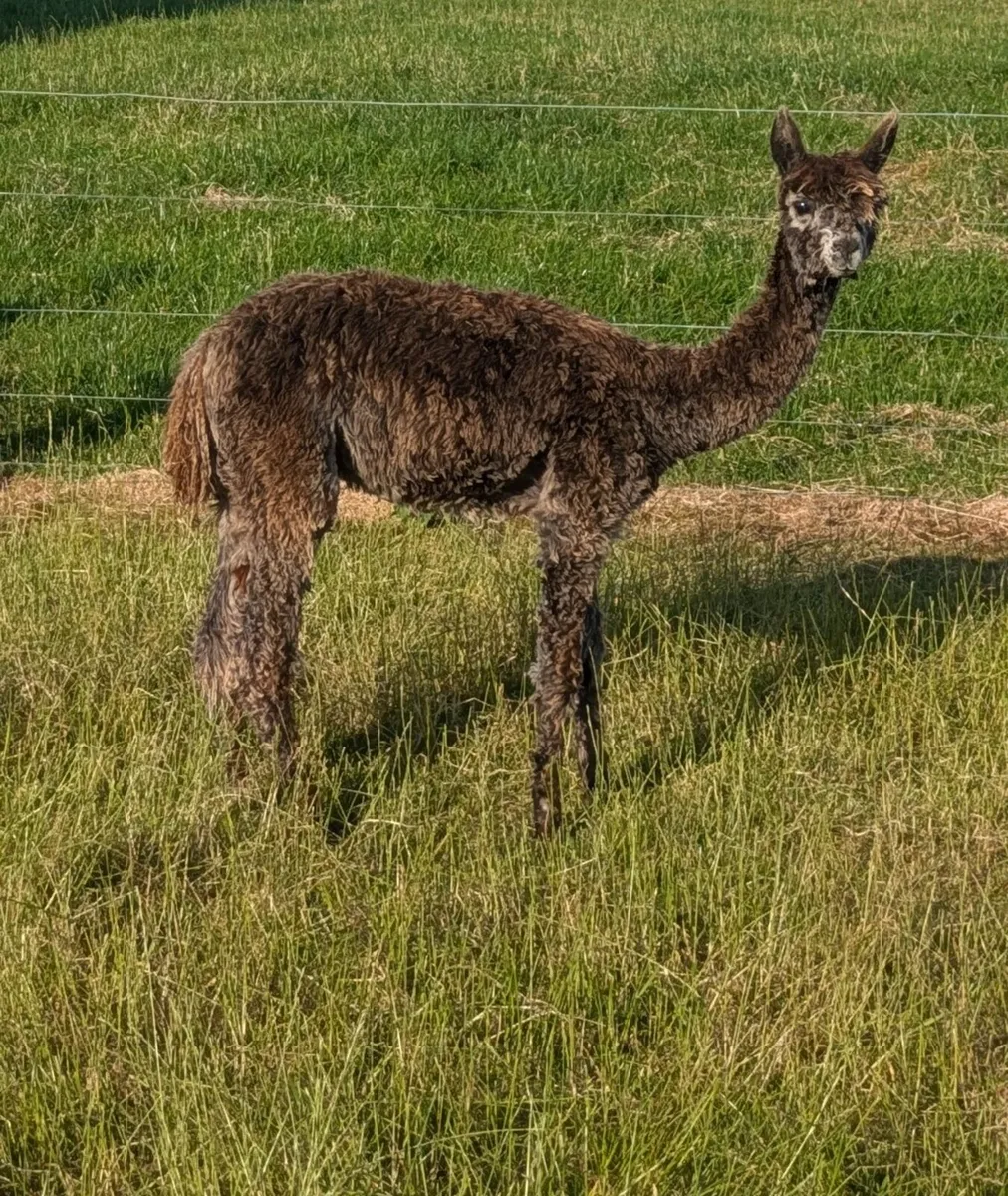 🏆 SURI FEMALE ALPACA FOR SALE – CINNAMON 🏆 - Image 3