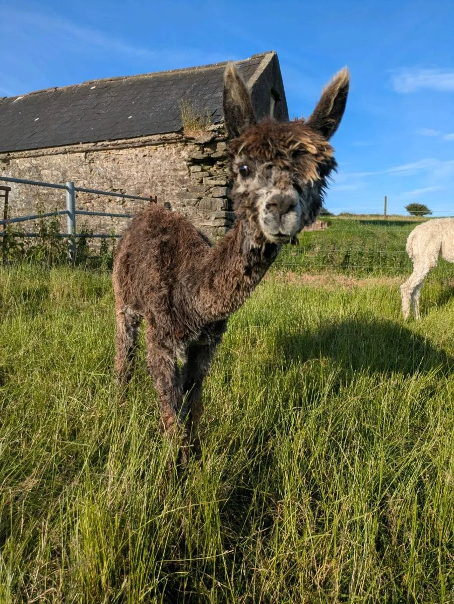 🏆 SURI FEMALE ALPACA FOR SALE – CINNAMON 🏆 - Image 4