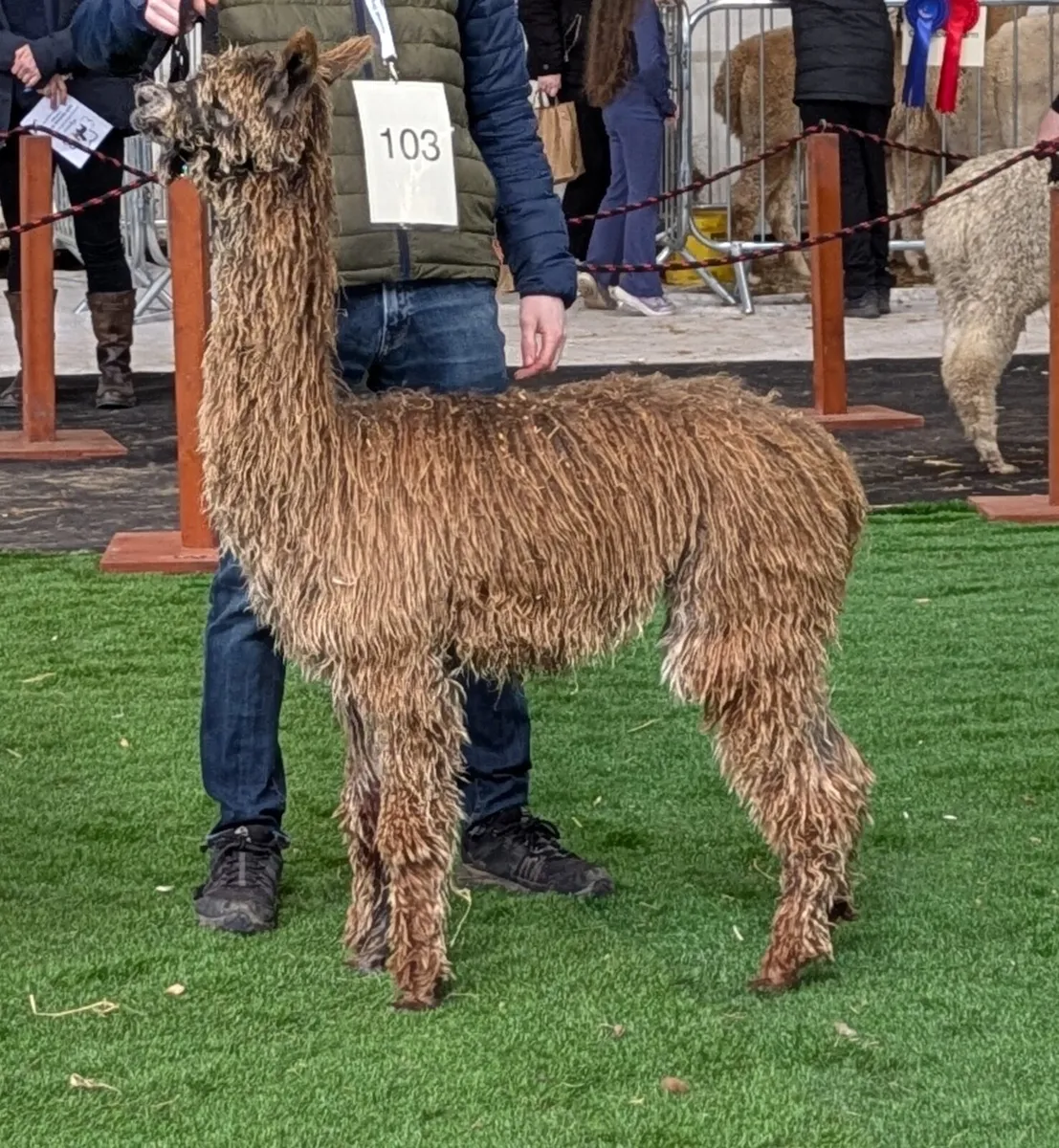 🏆 SURI FEMALE ALPACA FOR SALE – CINNAMON 🏆 - Image 2