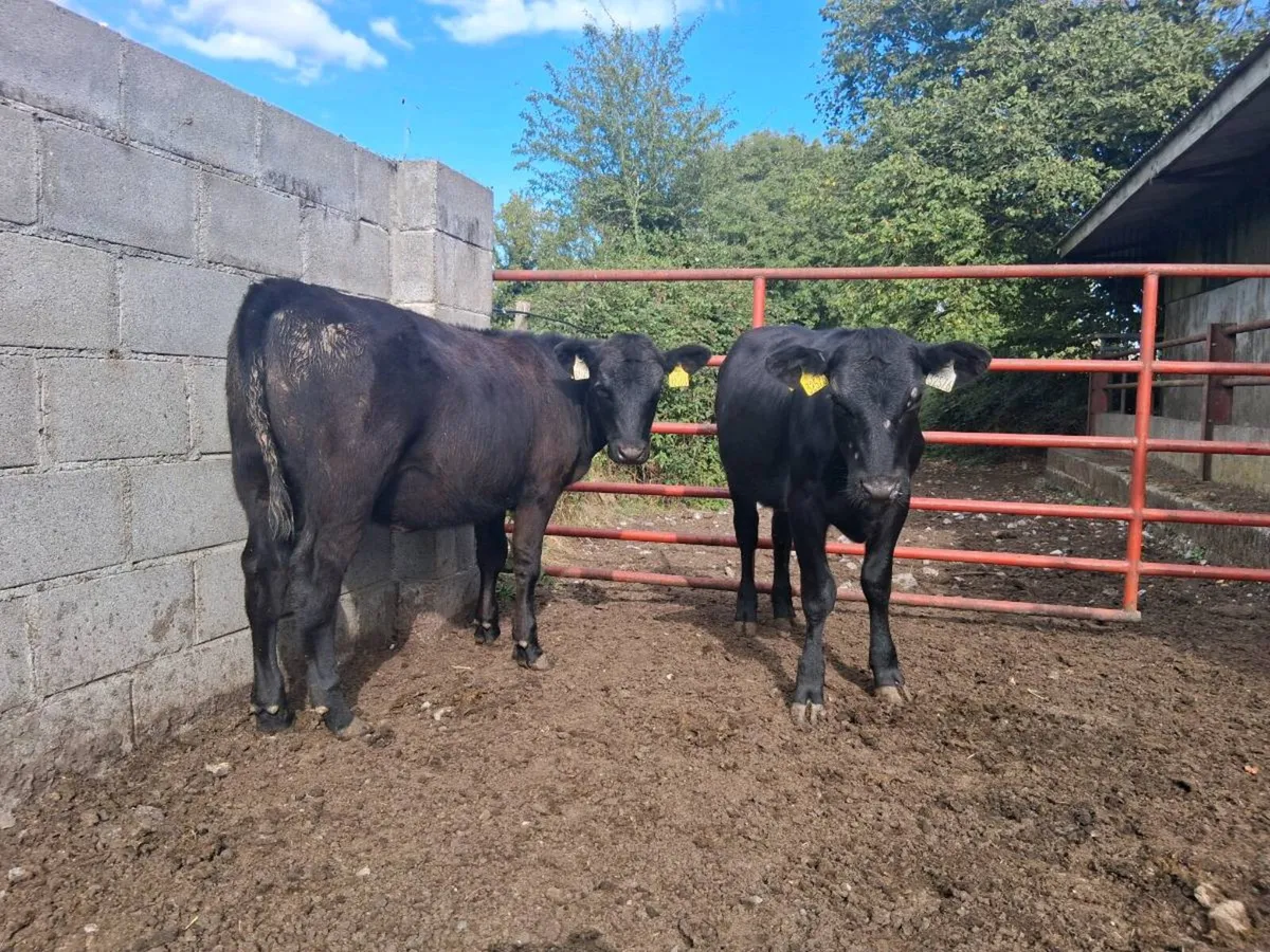 ⚫️14 ANGUS HEIFER WEANLINGS (180kgs)⚫️ - Image 2