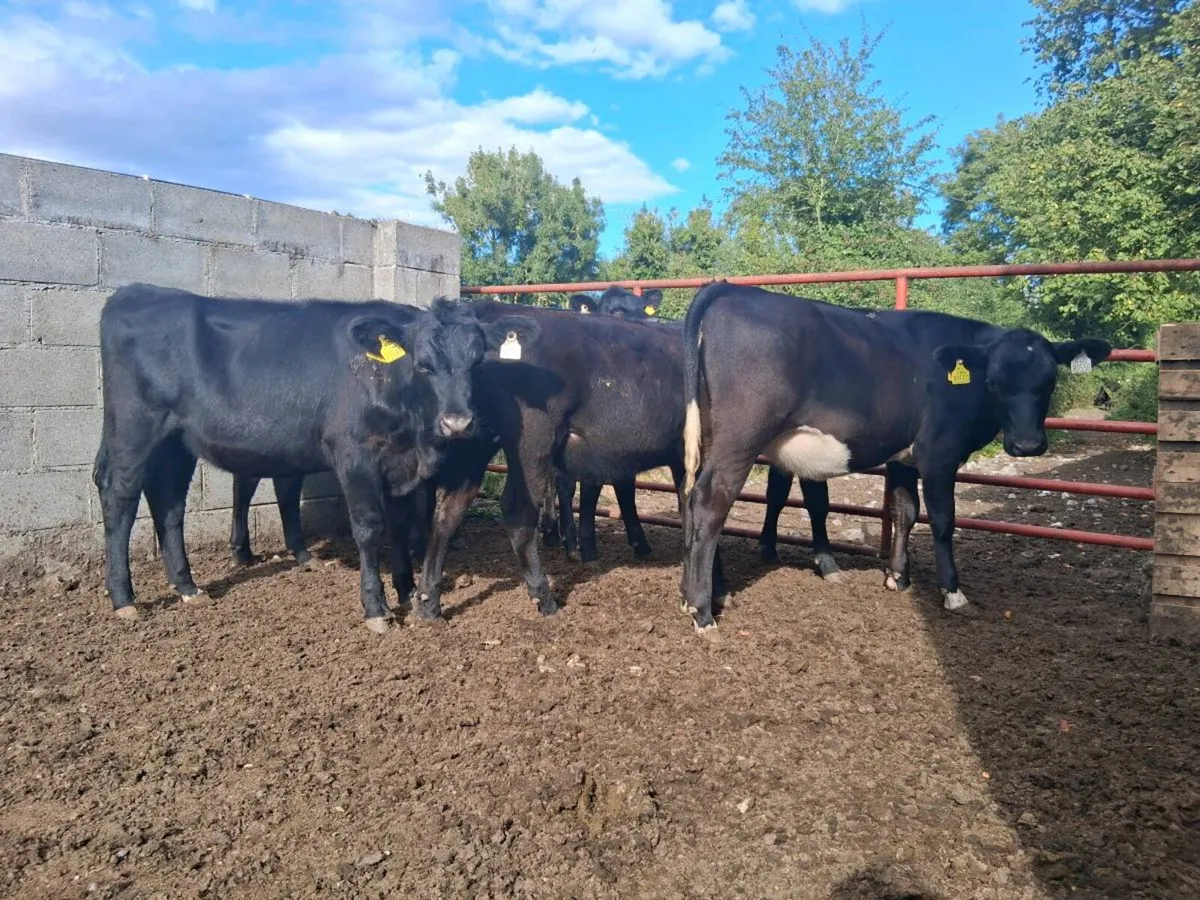 ⚫️14 ANGUS HEIFER WEANLINGS (180kgs)⚫️ - Image 3