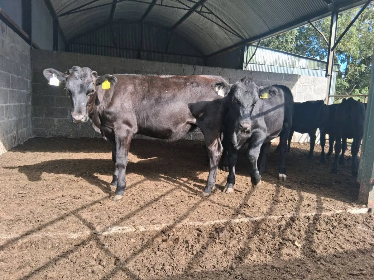 ⚫️14 ANGUS HEIFER WEANLINGS (180kgs)⚫️ - Image 4