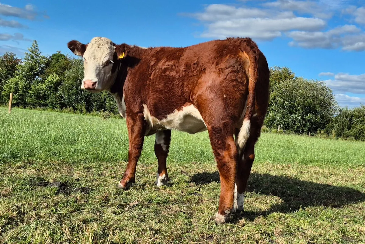 Pedigree Hereford Heifers - Image 2