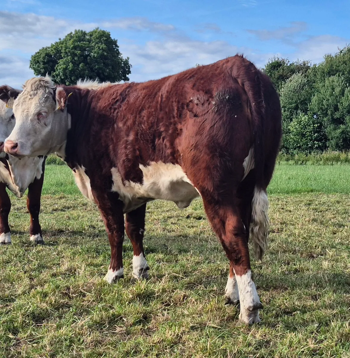 Pedigree Hereford Heifers - Image 3