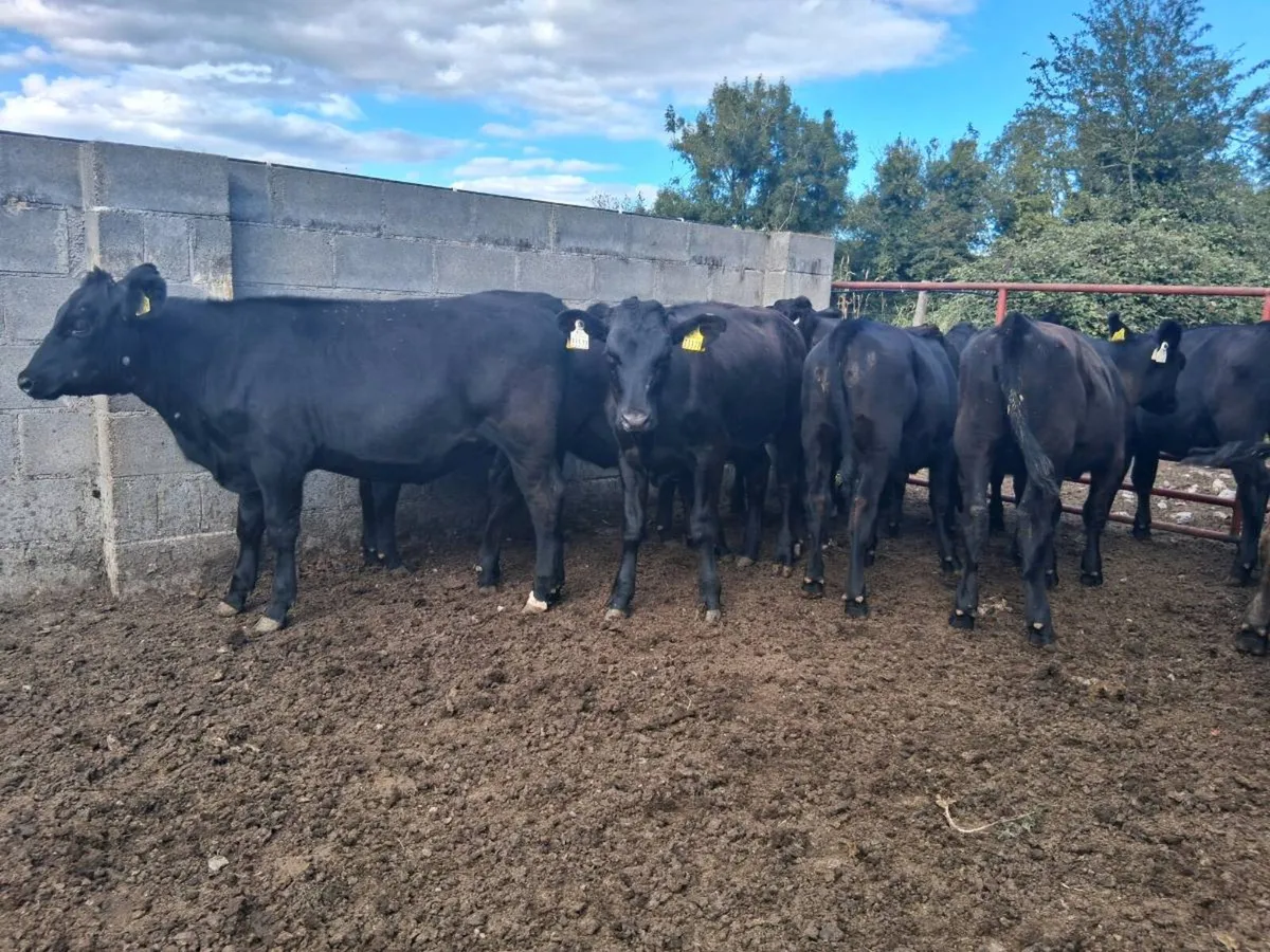 ⚫️14 ANGUS HEIFER WEANLINGS (180kgs)⚫️ - Image 1