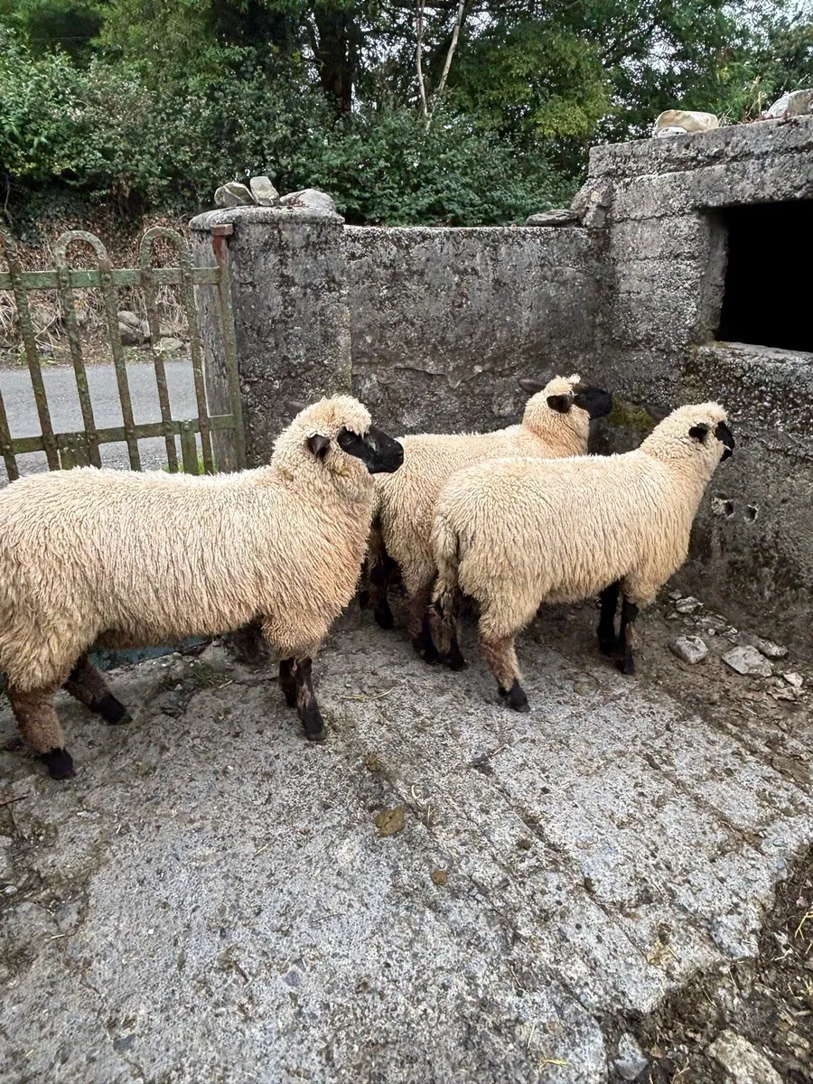 Schwarkopf ewe lambs - Image 2