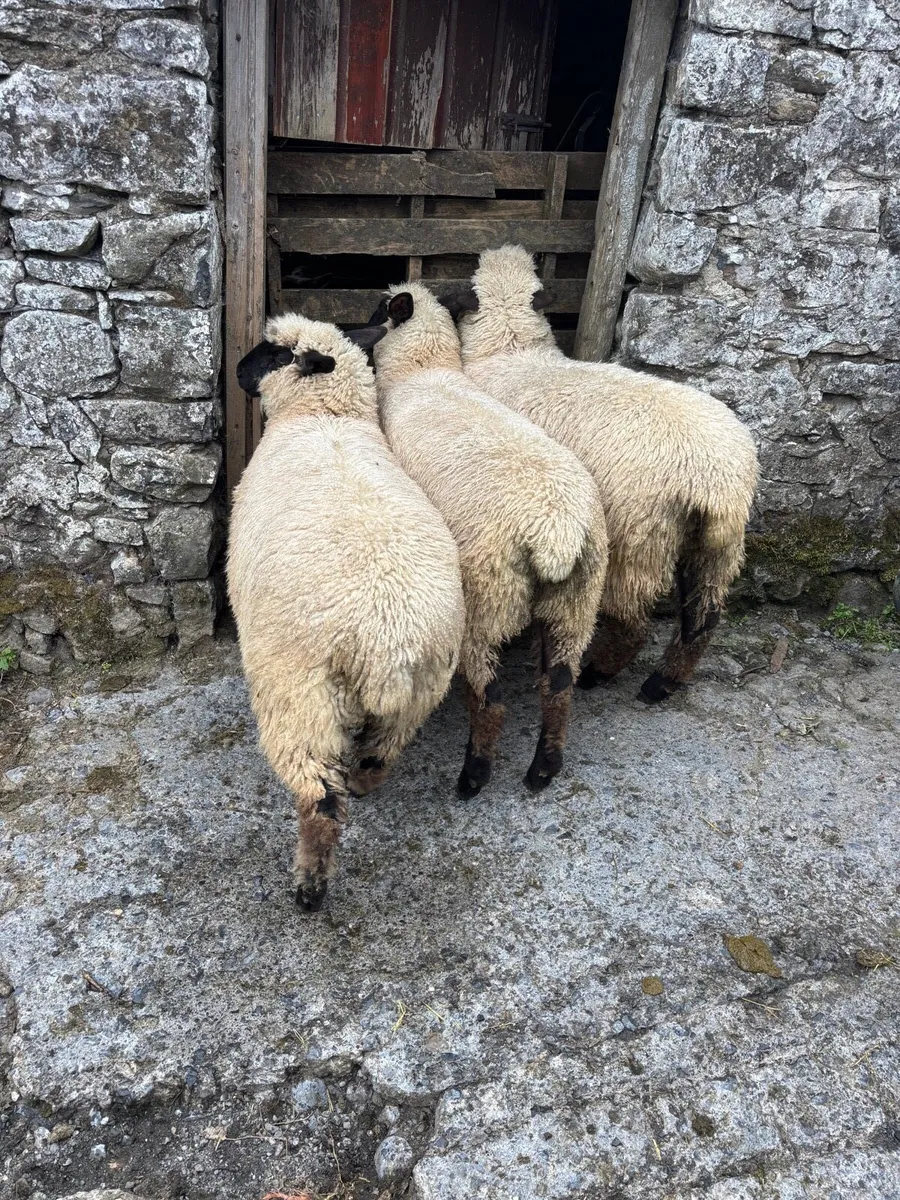 Schwarkopf ewe lambs - Image 3
