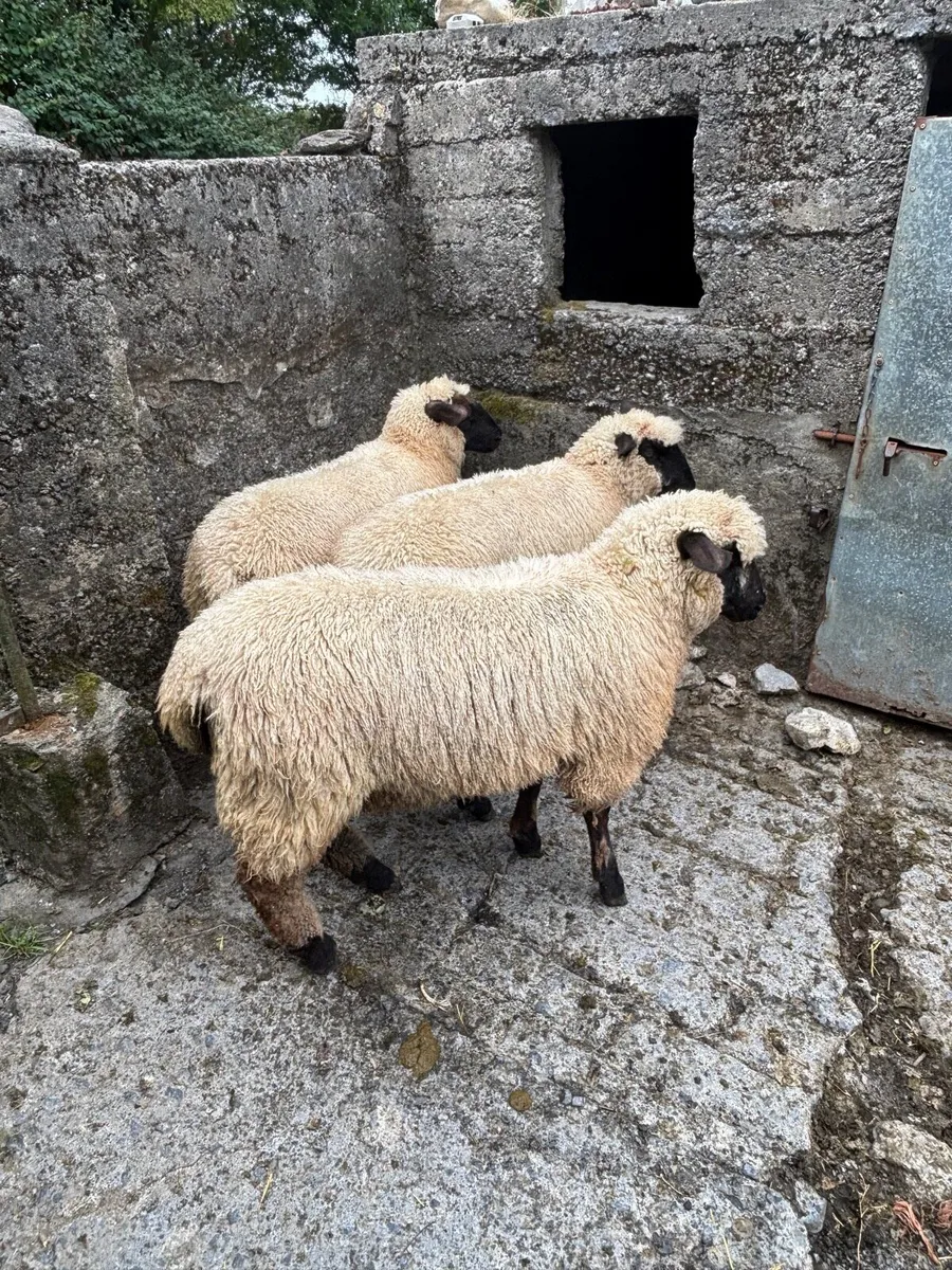 Schwarkopf ewe lambs - Image 1