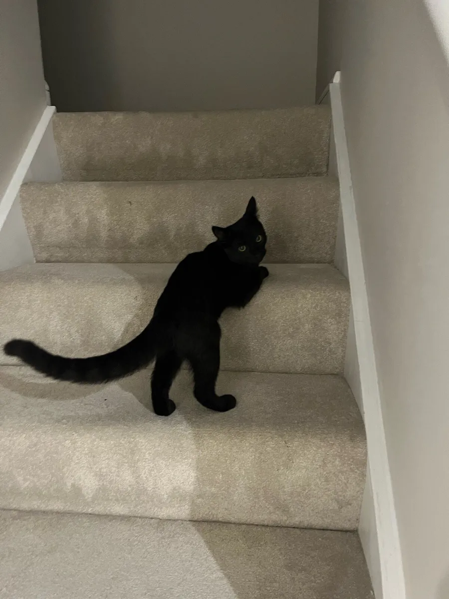 Adorable Black Kitten Looking for a Loving Home 🐾 - Image 1