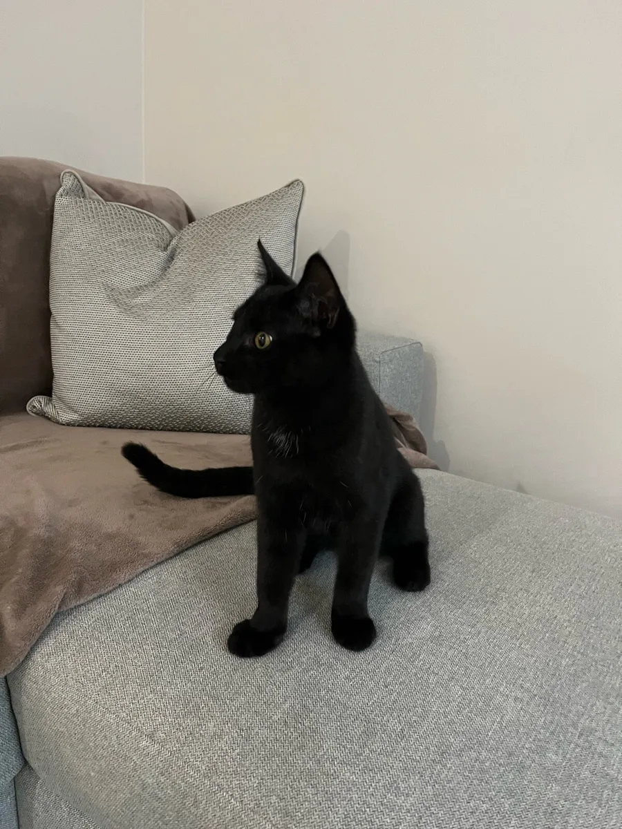 Adorable Black Kitten Looking for a Loving Home 🐾 - Image 2