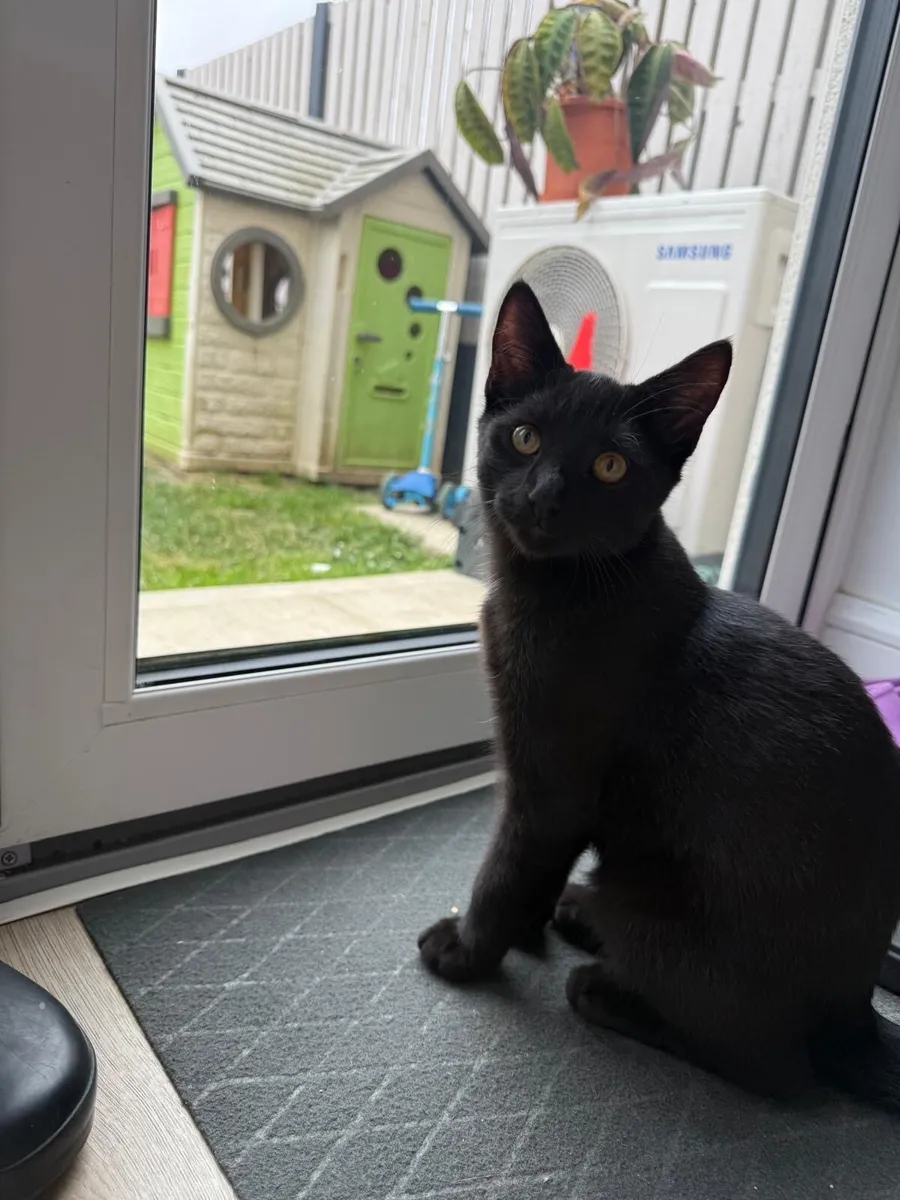 Adorable Black Kitten Looking for a Loving Home 🐾 - Image 3