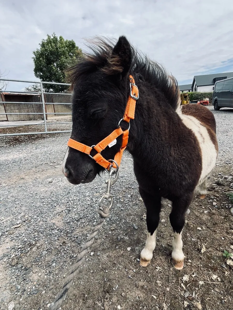 Miniature Colt Foal - Image 4