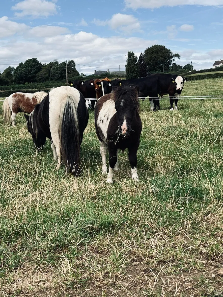 Miniature Colt Foal - Image 1