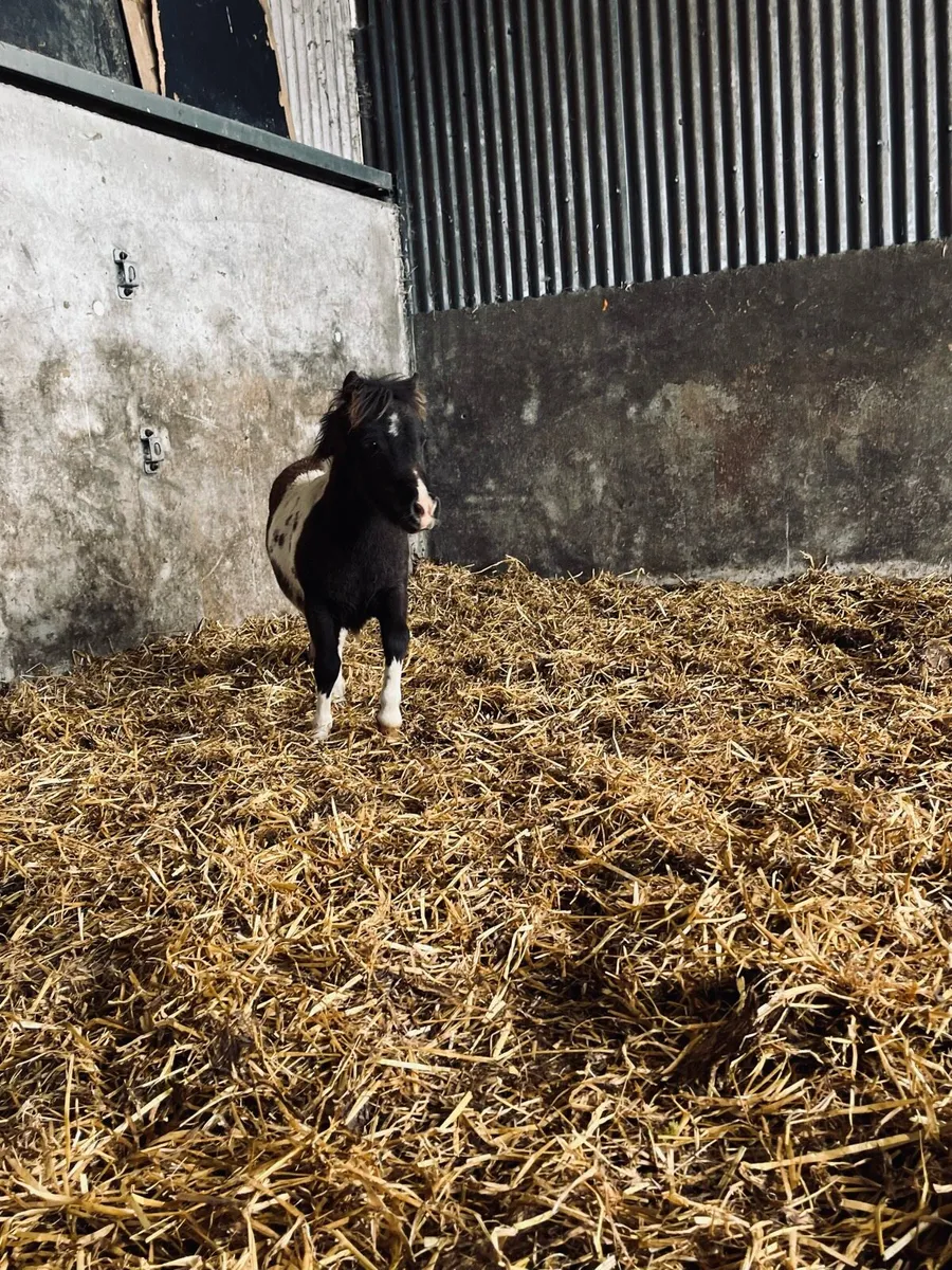 Miniature Colt Foal - Image 2
