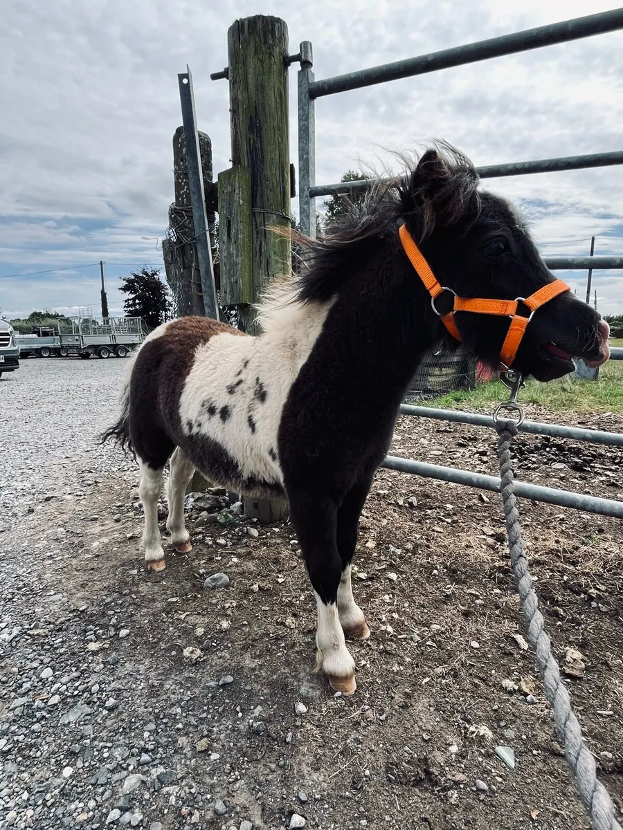Miniature Colt Foal - Image 3