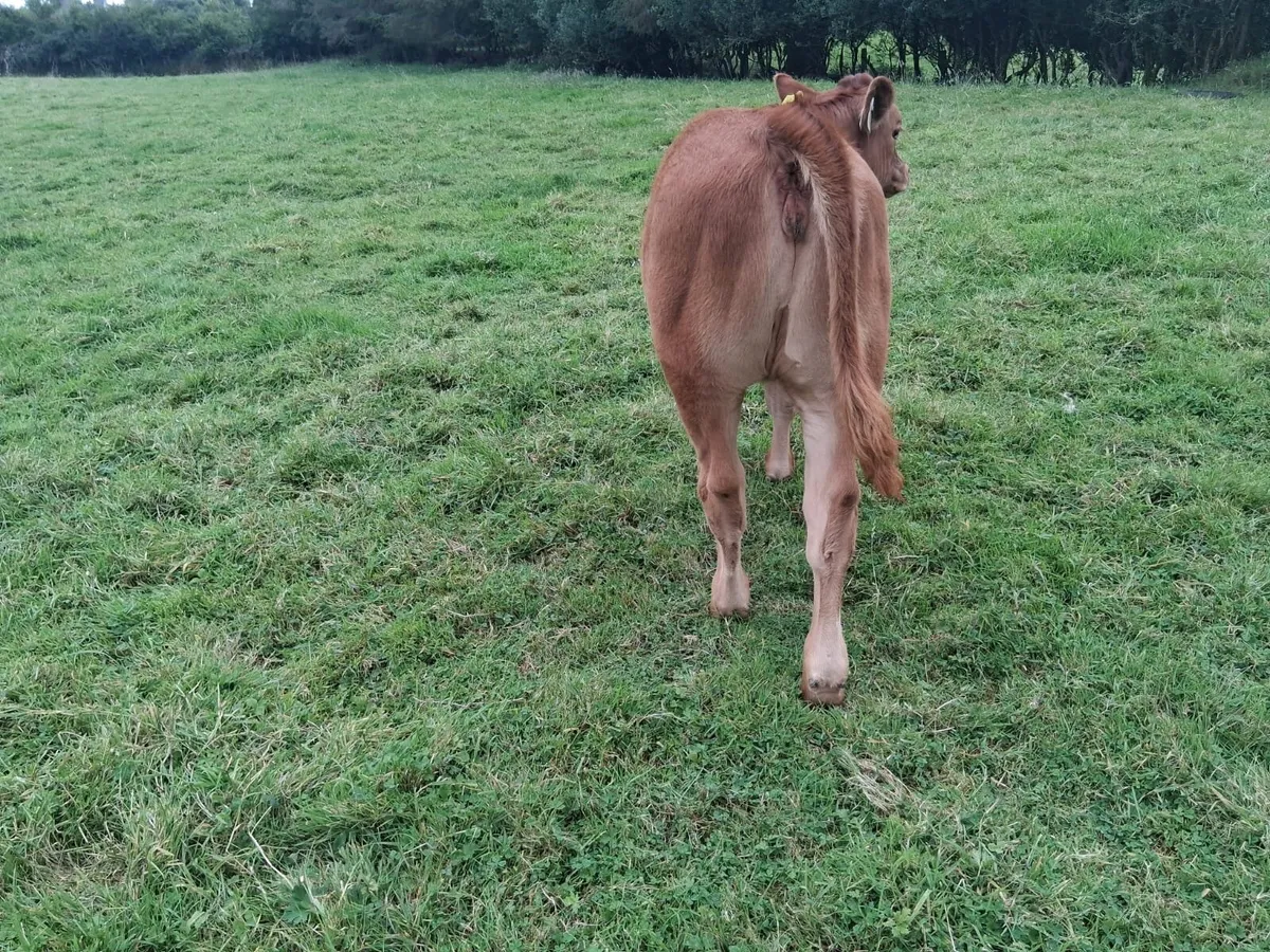 LM heifer weanling - Image 2