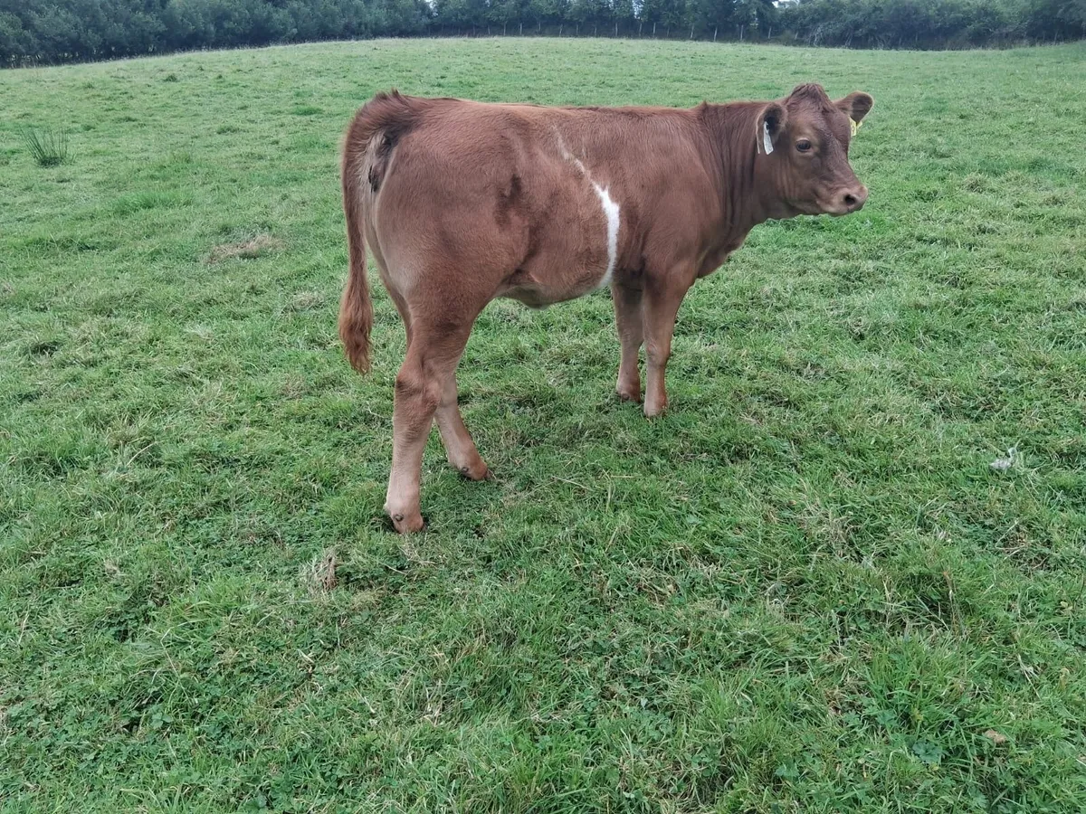 LM heifer weanling - Image 1