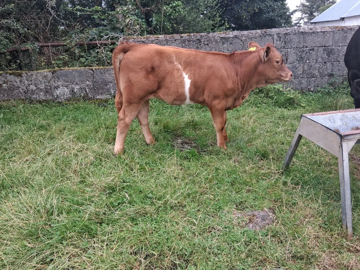 LM heifer weanling - Image 3