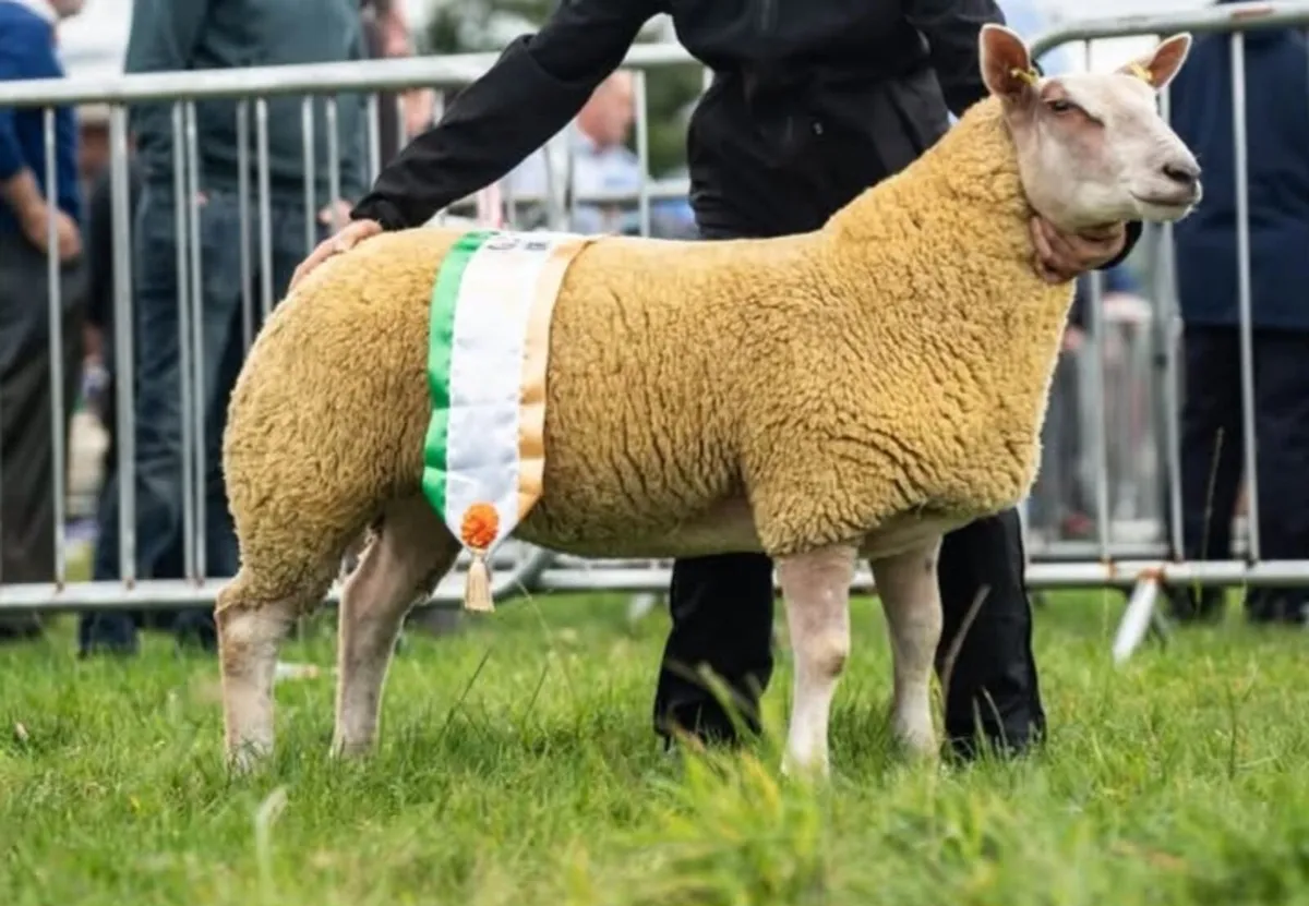 PDR CHAROLLAIS RAM LAMBS, EWE LAMBS & EWES