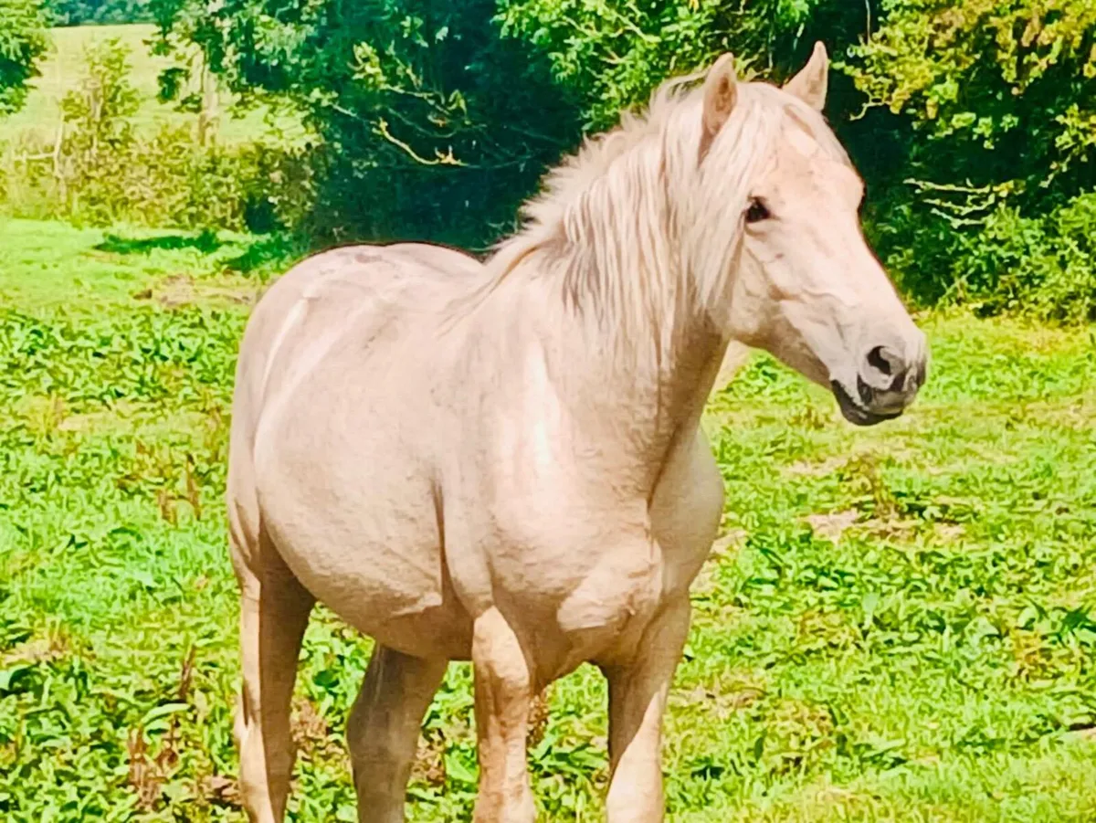 Horses - Image 1