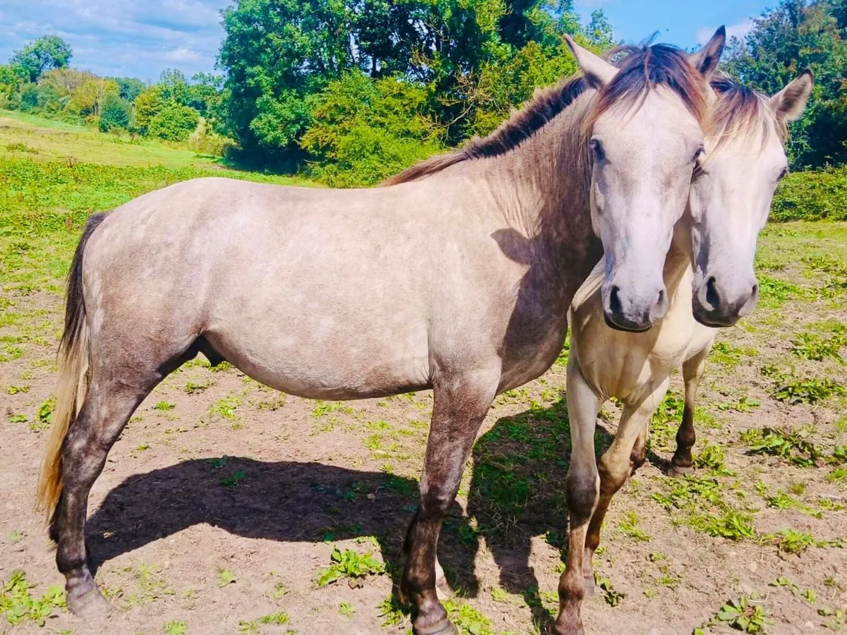 Horses - Image 4