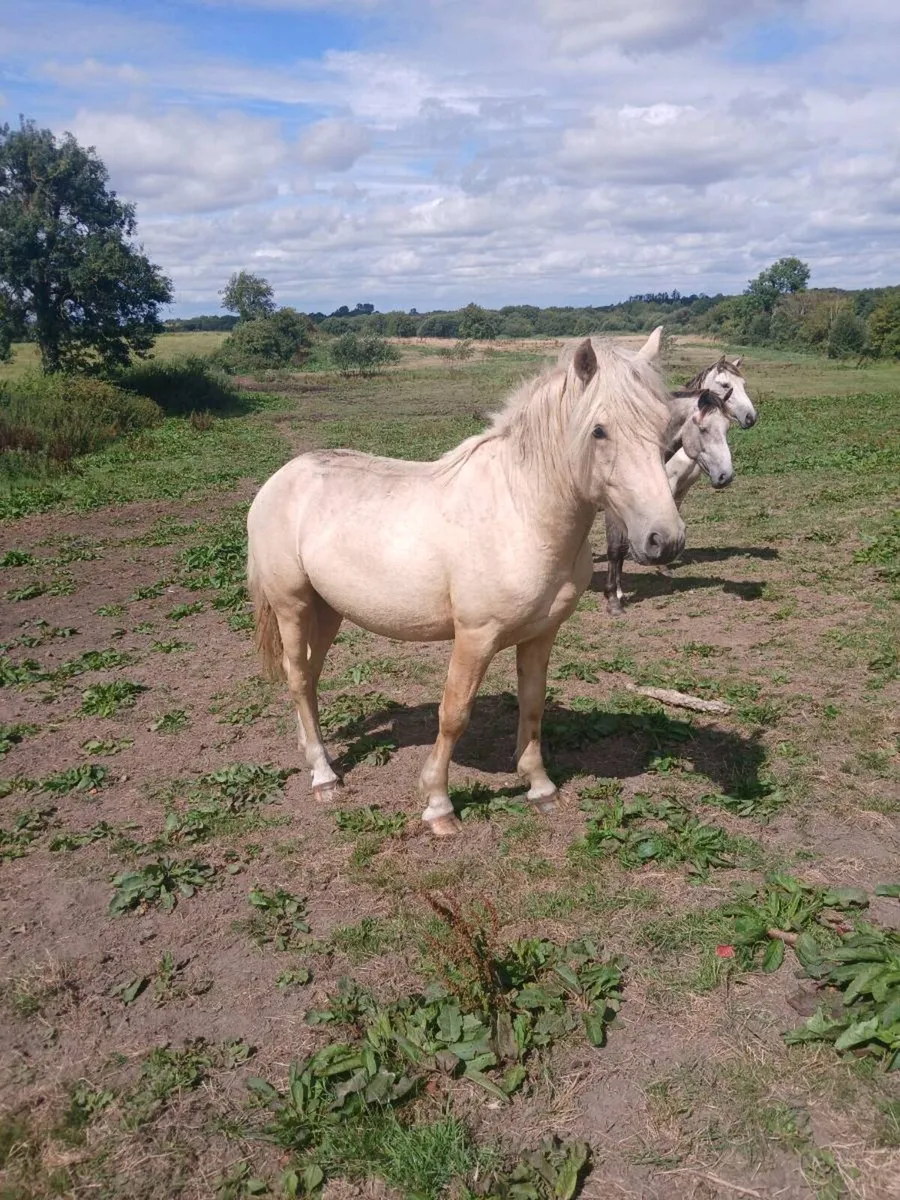 Horses - Image 2