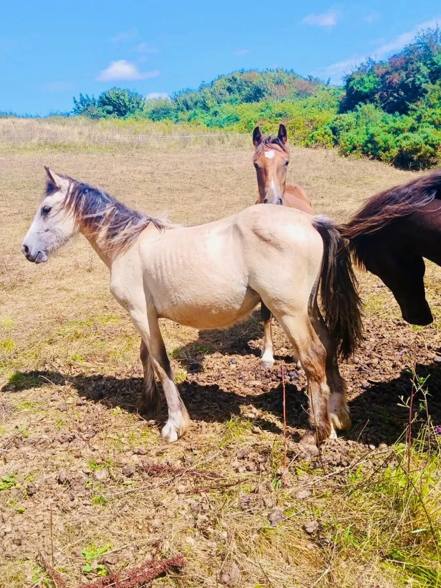 Horses - Image 3