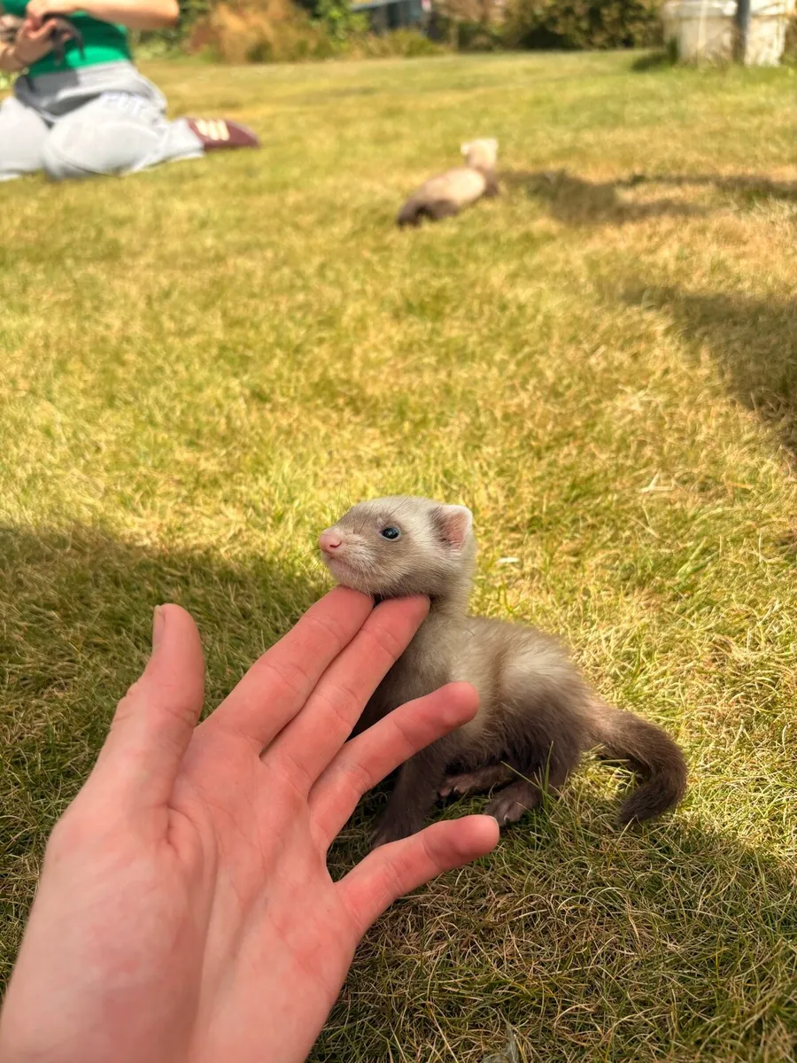 Ferrets - Image 3
