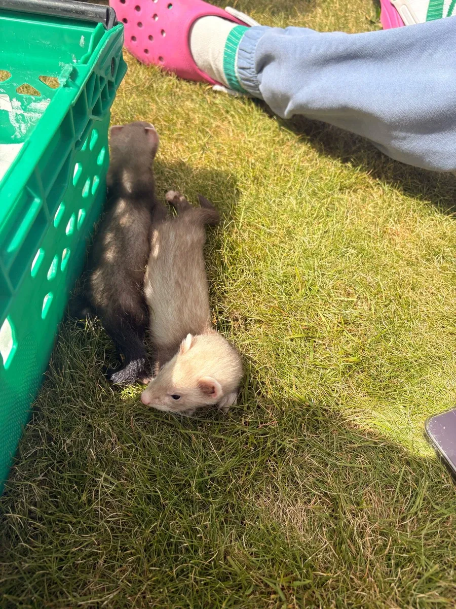 Ferrets - Image 4