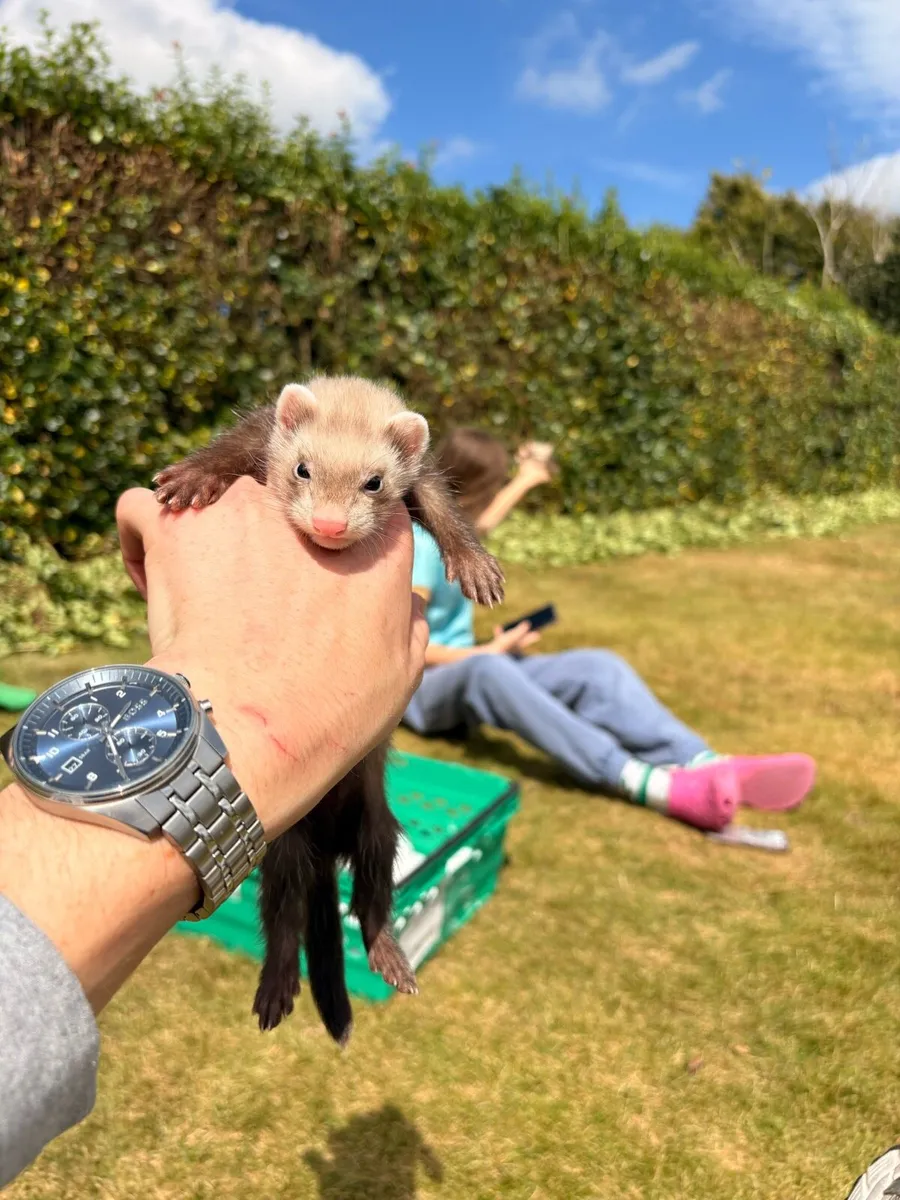 Ferrets - Image 1