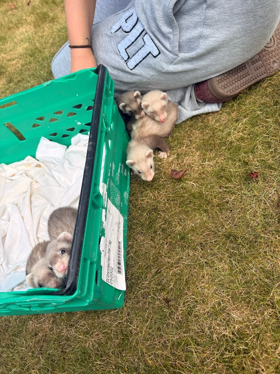 Ferrets - Image 2