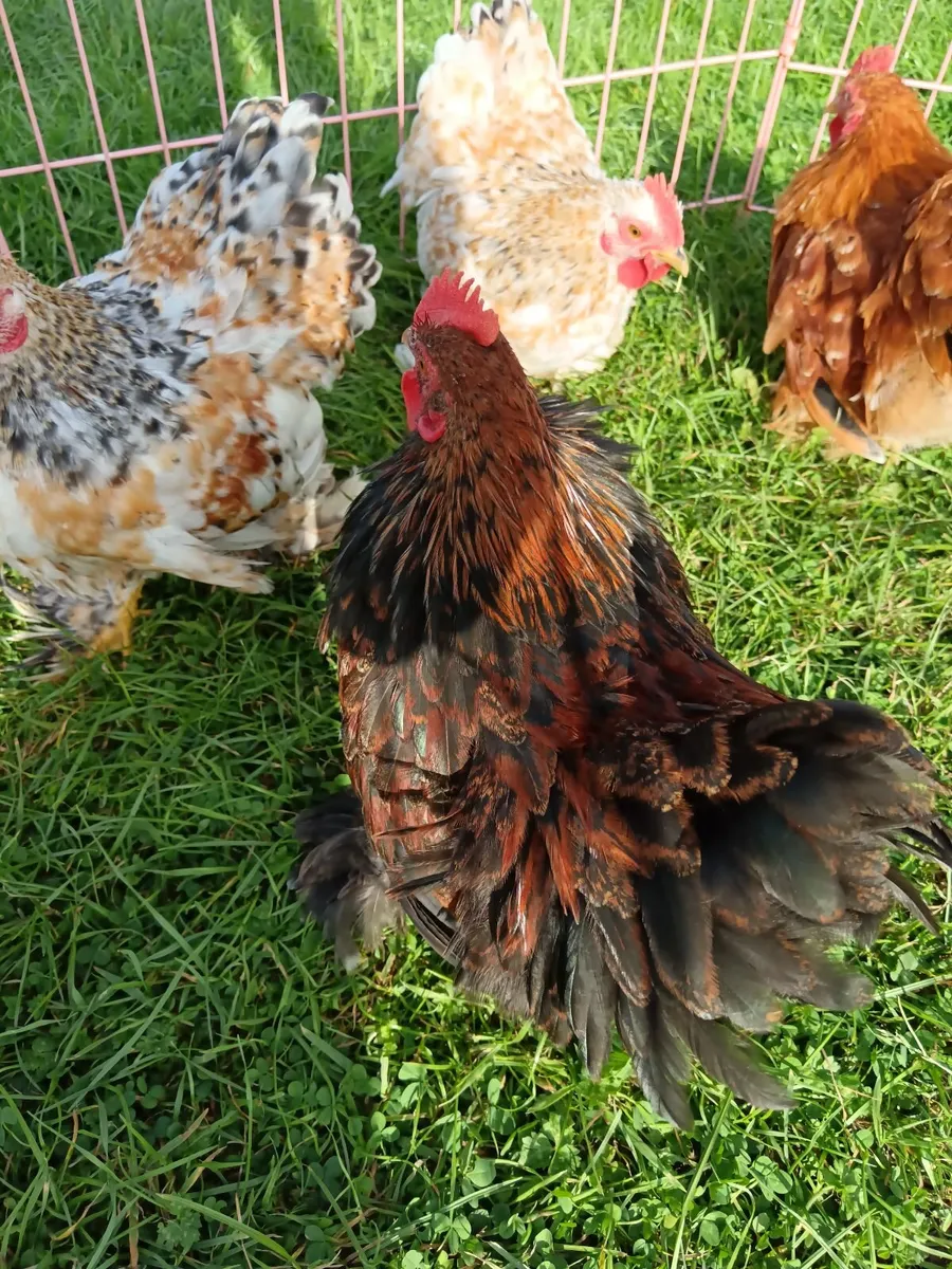 Quality Bantam Pullets and Roosters - Image 4
