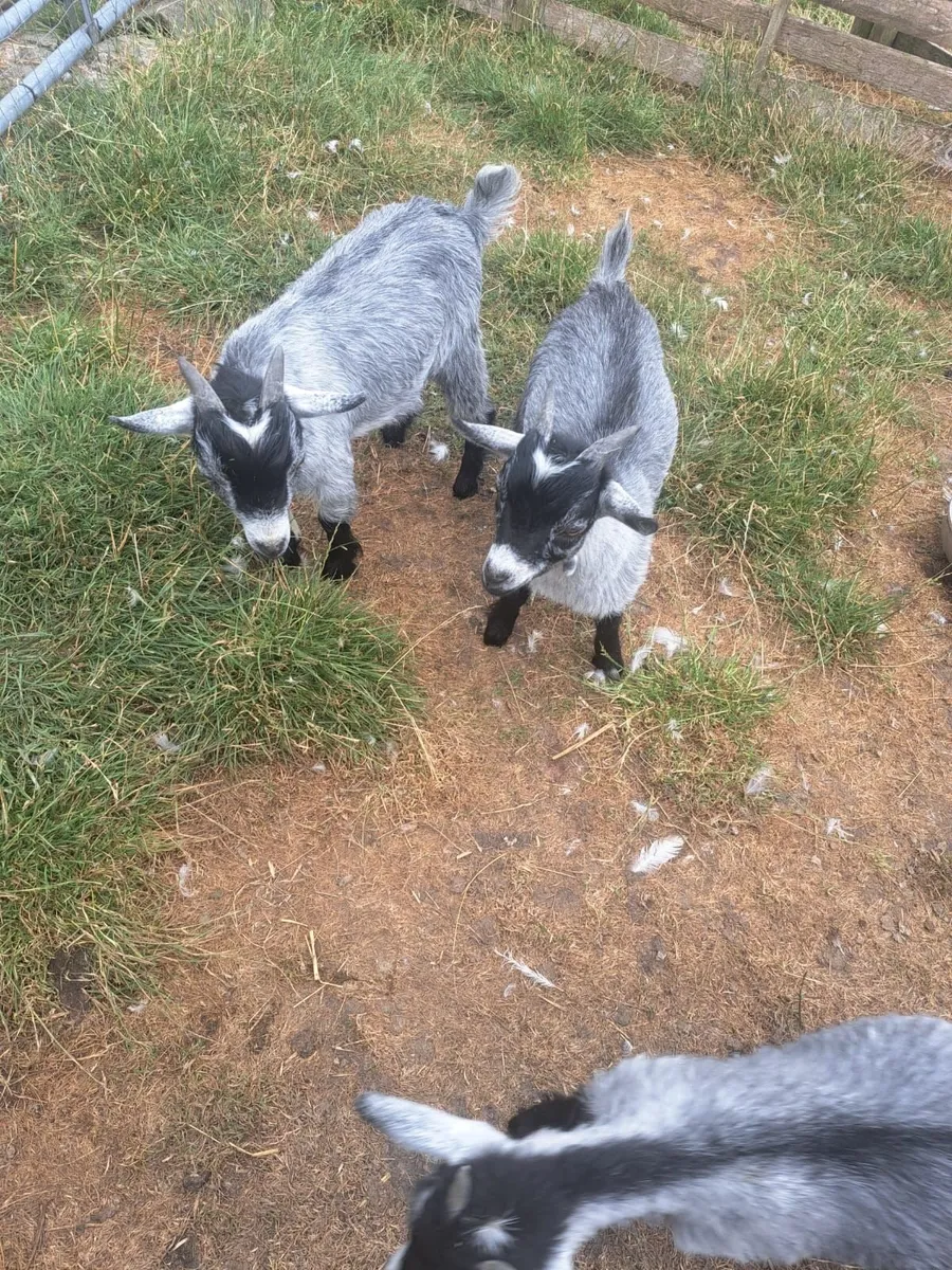 Pygmy Goats - Image 1