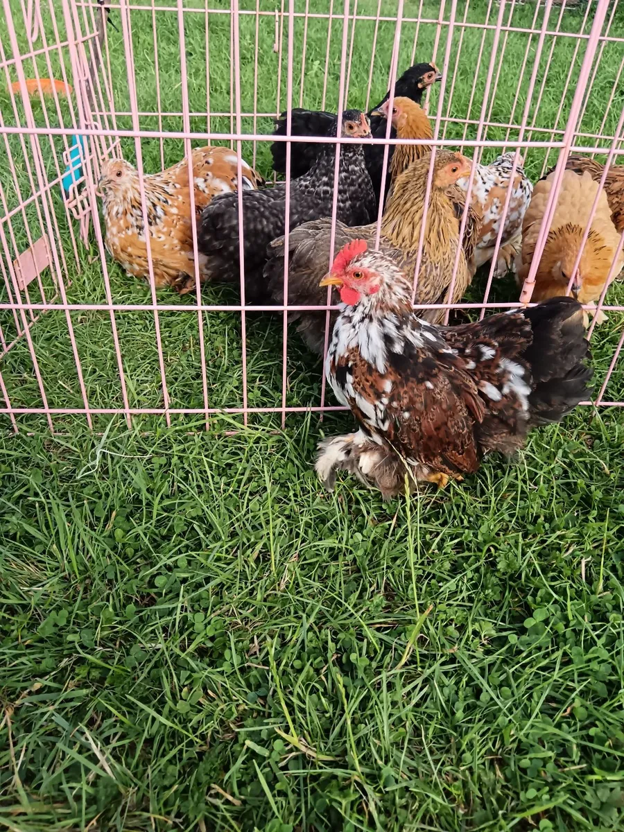 Quality Bantam Pullets and Roosters - Image 1