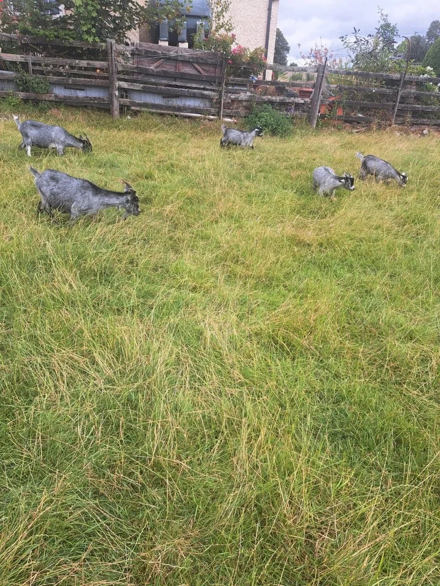 Pygmy Goats - Image 2