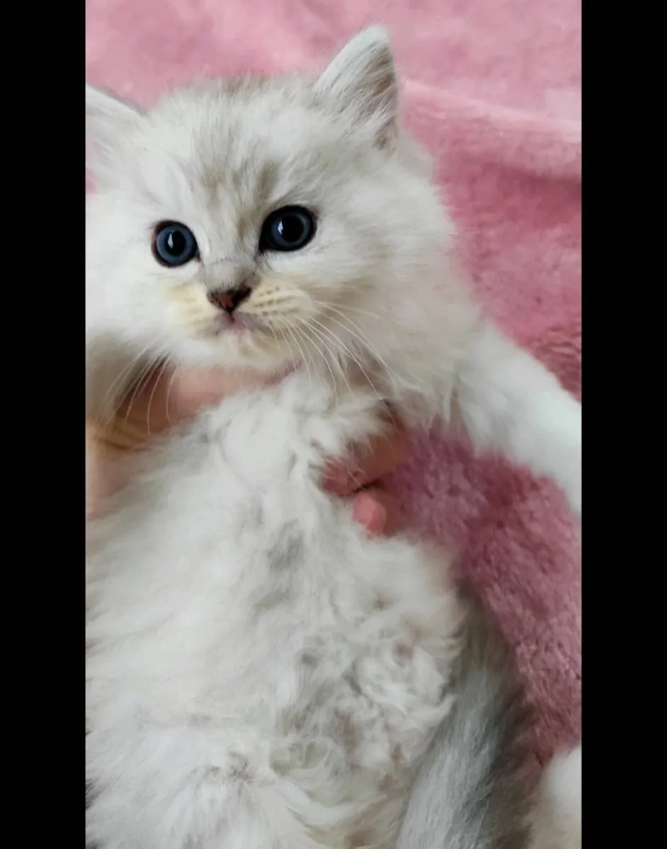 Gorgeous Longhair BSH Ragdoll Kitten - last boy - Image 2
